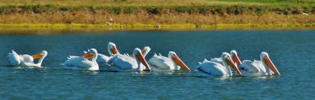 flock of white pelicans